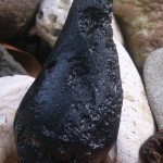 Tibetan tektite3thmb