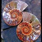 ammonite pair