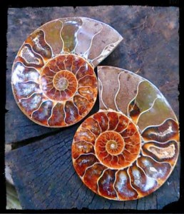 ammonite pair